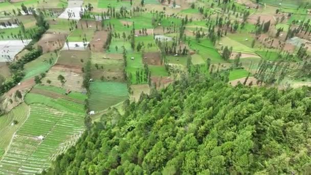 Vista Aérea Plantação Vegetais Terraços Colina Tambi Lado Monte Sindoro — Vídeo de Stock