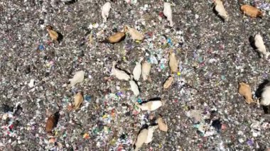 Aerial view of a city dump center full of trash. Herd of cows eating garbage in a landfill. Ecology and health issues.
