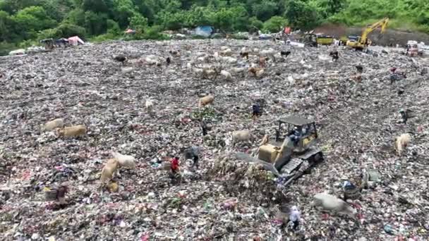 Aerial View City Dump Center Full Trash Herd Cows Eating — Stock Video