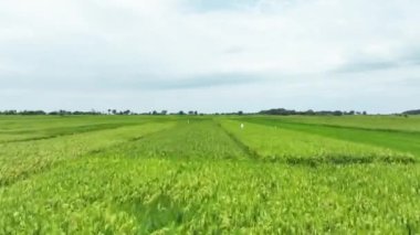 Paddy Rice Tarlalarının Hava Görüntüsü
