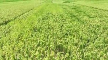 Paddy Rice Tarlalarının Hava Görüntüsü