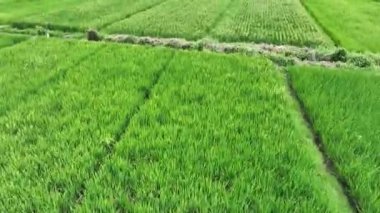 Paddy Rice Tarlalarının Hava Görüntüsü