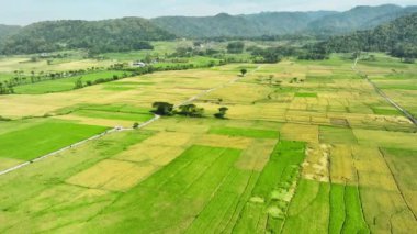 Pirinç tarlalarının hava görüntüsü Endonezya, Geblek Menoreh 'de hasat etmeye hazır.