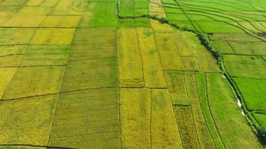Pirinç tarlalarının hava görüntüsü Endonezya, Geblek Menoreh 'de hasat etmeye hazır.