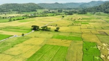 Pirinç tarlalarının hava görüntüsü Endonezya, Geblek Menoreh 'de hasat etmeye hazır.
