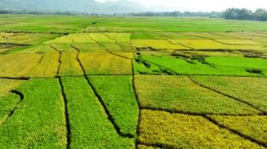 Pirinç tarlalarının hava görüntüsü Endonezya, Geblek Menoreh 'de hasat etmeye hazır.