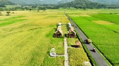 Pirinç tarlalarının hava görüntüsü Endonezya, Geblek Menoreh 'de hasat etmeye hazır.