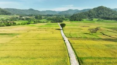 Pirinç tarlalarının hava görüntüsü Endonezya, Geblek Menoreh 'de hasat etmeye hazır.