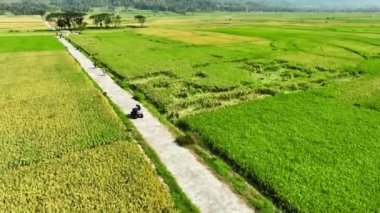 Pirinç tarlalarının hava görüntüsü Endonezya, Geblek Menoreh 'de hasat etmeye hazır.