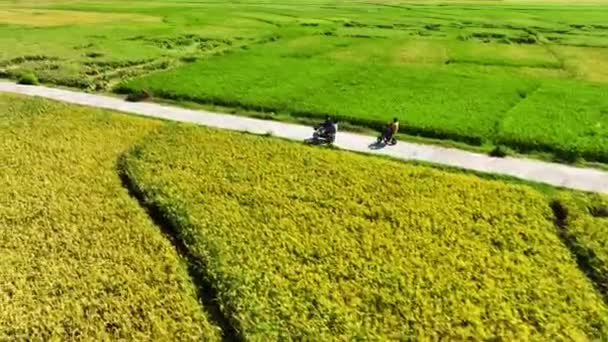 Letecký Pohled Rýžová Pole Připravená Sklizni Geblek Menoreh Indonésie — Stock video