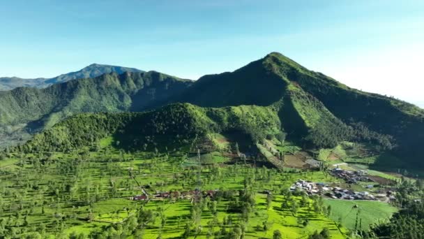 Aerial View Tea Gardens Valley Indonesian Hills — Stock Video