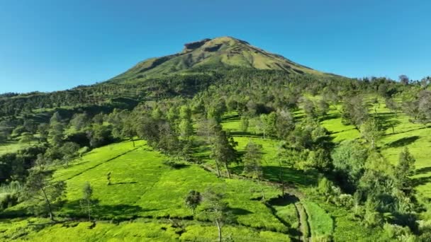 Vue Aérienne Des Jardins Thé Sur Mont Sindoro Indonésie — Video