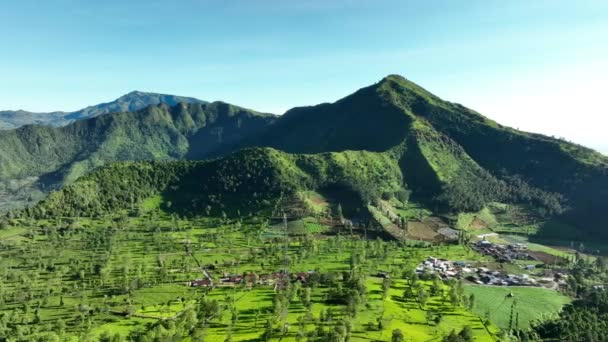 Endonezya Tepeleri Vadisi Ndeki Çay Bahçeleri Nin Havadan Görünümü — Stok video