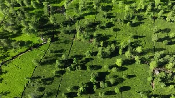 Vista Aérea Los Jardines Del Monte Sindoro Indonesia — Vídeo de stock
