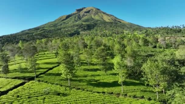 Aerial View Tea Gardens Mount Sindoro Indonesia — Stock Video