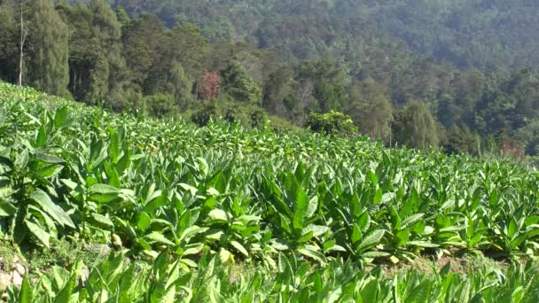 Tabaksplantage Hellingen Van Berg Sindoro Indonesië — Stockvideo