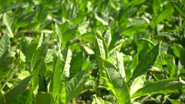 Endonezya 'nın Sindoro Dağı yamaçlarında tütün tarlası.