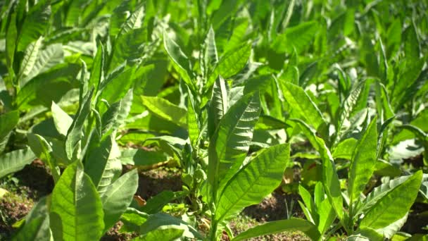 Tobacco Plantation Slopes Mount Sindoro Indonesia — Stock Video