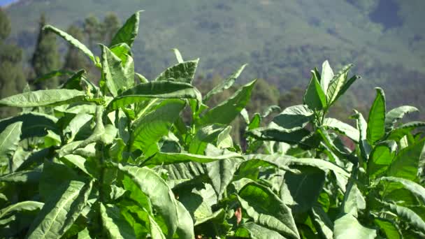 Piantagione Tabacco Sulle Pendici Del Monte Sindoro Indonesia — Video Stock