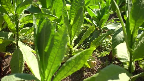 Tabakplantage Den Hängen Des Mount Sindoro Indonesien — Stockvideo