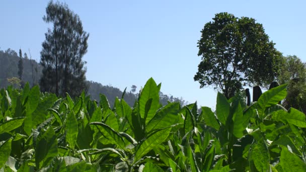 Табачная Плантация Склонах Горы Синдоро Индонезия — стоковое видео