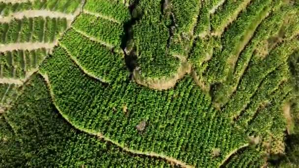 インドネシアシンドロ山の斜面にあるタバコプランテーションの空中ビュー — ストック動画