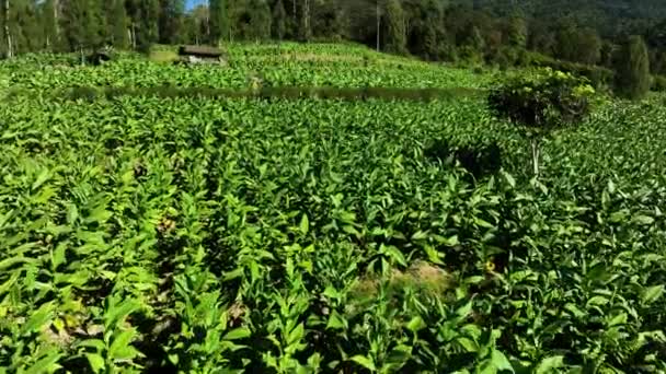 Aerial View Tobacco Plantation Slopes Mount Sindoro Indonesia — Stock Video