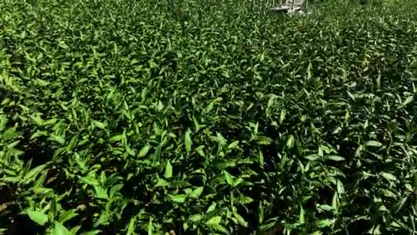 Luchtfoto Van Een Tabaksplantage Hellingen Van Berg Sindoro Indonesië — Stockvideo