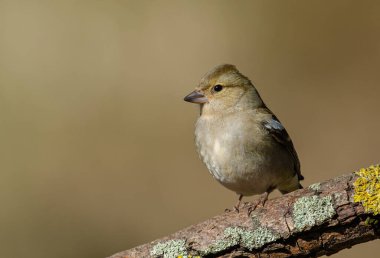 Dişi Chaffinch, Fringilla Coelebs, bir ağaç dalına tünemiş.
