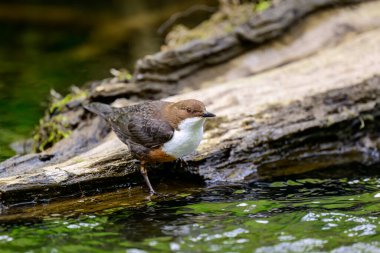 Dipper, Cinclus, nehir kıyısına tünemiş..