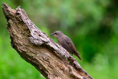 Starling, Sturnus vulgarus, ağaç kütüğüne tünemiş.