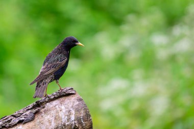 Starling, Sturnus vulgarus, ağaç kütüğüne tünemiş.