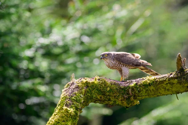 Sparrowhawk Accipiter Nisus Сидел Ветке Покрытой Мхом — стоковое фото