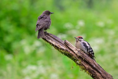 Juvenile Büyük benekli ağaçkakan, Dendrocopos Major genç Starling, Sturnus vulgaris ile yüzleşiyor..