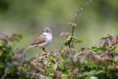 Beyazboğaz, Sylvia Communis, çalıların arasına tünemiş..