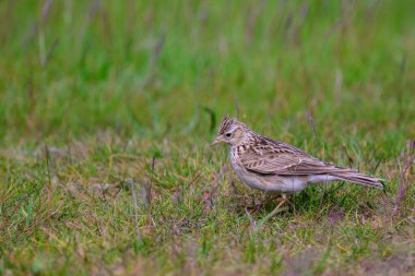Skylark, Alauda avensis, çimlerin arasında yürüyor..