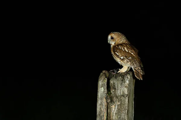 Tawny Owl Strix Aluco 坐在门柱上 — 图库照片