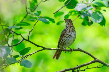Mistle Thrush, Turdus viscivorus, bir dala tünemiş