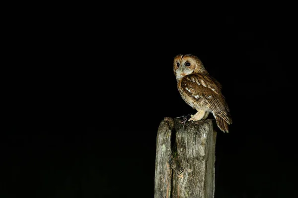 Tawny Owl Strix Aluco Perched Gate Post — Stock Photo, Image