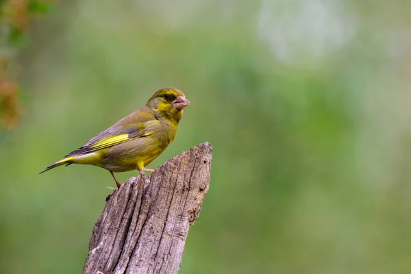 Male Greenfinch Chloris Chloris Perched Tree Branch — Stock Photo, Image