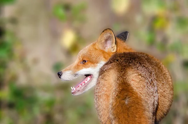 Kızıl Tilki Vulpes Vulpes Arkadan Pelerin Giyin Başını Sola Çevir — Stok fotoğraf