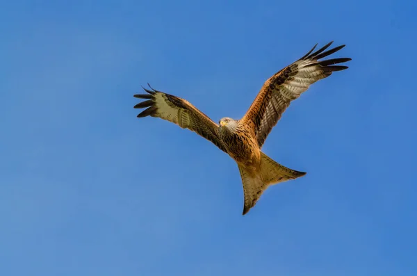 Kite Vermelho Milvus Milvus Voando Contra Céu Azul Claro — Fotografia de Stock