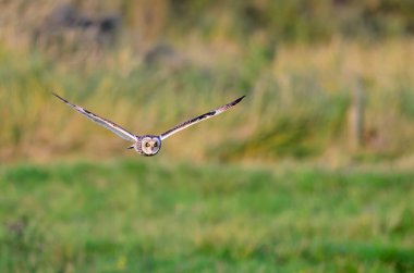 Kısa Kulaklı Baykuş, Asio Flammeus, avcılık.