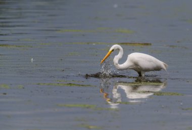 Büyük beyaz balıkçıl, Ardea alba, balık yakalar. Birleşik Krallık 'ta Katılım Doğa Koruma Alanı