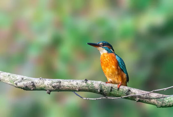 Eurázsiai Kingfisher Alcedo Atthis Egy Faágon Ült — Stock Fotó