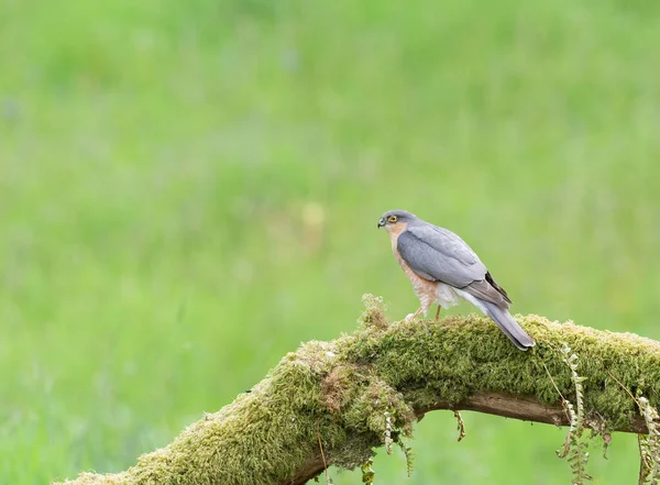 Sparrow Hawk Accipiter Nisus Perched Moss Covered Log — Stock Photo, Image