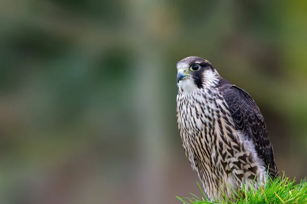 Wanderfalke Falco Peregrinus Sitzt Auf Einem Zaunpfahl — Stockfoto