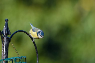 Blue Tit, Cyanistes Caeruleus, perched on a bird feeder against a blurred background. Winter. Side view, looking right.