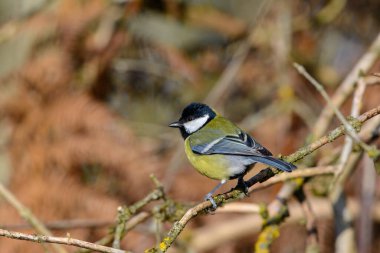 Great Tit, Parus major, Perched on a tree branch, winter, side view, looking left