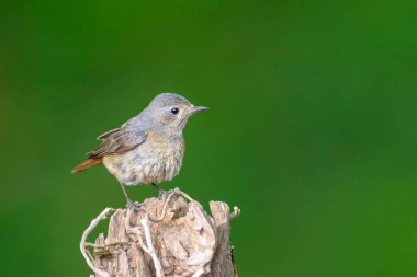 Redstart, Pheonicurus Phoenicurus, kırık bir ağaç kütüğüne tünemiş.